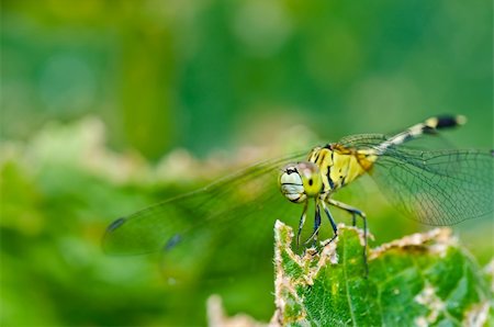 simsearch:400-04364178,k - dragonfly in garden or in green nature Foto de stock - Royalty-Free Super Valor e Assinatura, Número: 400-05672323