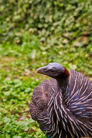 Vulturine Guineafowl, the largest extant guineafowl species, inhabit primary Central Africa Stock Photo - Budget Royalty-Free & Subscription, Code: 400-05672593
