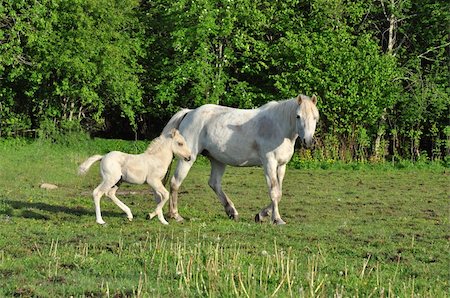 White mare with foal on green meadow. Stock Photo - Budget Royalty-Free & Subscription, Code: 400-05672961