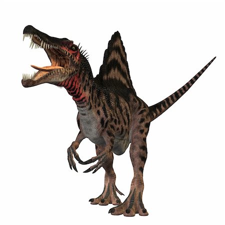 simsearch:400-04236748,k - The Spinosaurus dinosaur was a huge carnivore of the Cretaceous Period of Earths history. It was larger then Tyrannosaurus Rex and Giganotosaurus. Its fossils have been found in North Africa. The only known fossils bones of this dinosaur were destroyed in the World War II bombing of the museum holding them. Just recently the slides of the original bones have been discovered. Since then other fossi Foto de stock - Super Valor sin royalties y Suscripción, Código: 400-05672979