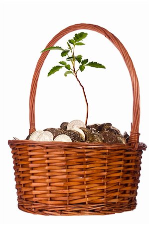 simsearch:400-04370317,k - Green plant growing out of a pile of golden coins in a basket on a white background. Stock Photo - Budget Royalty-Free & Subscription, Code: 400-05673075