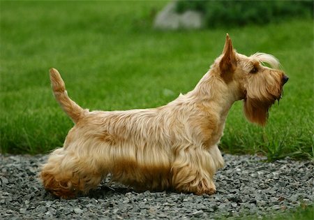 schottischer terrier - The Scottish Terrier (also known as the Aberdeen Terrier), popularly called the Scottie, is a breed of dog best known for its distinctive profile and typical terrier personality. Stockbilder - Microstock & Abonnement, Bildnummer: 400-05673626