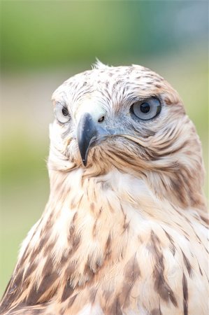 Falcons portrate Stock Photo - Budget Royalty-Free & Subscription, Code: 400-05673627