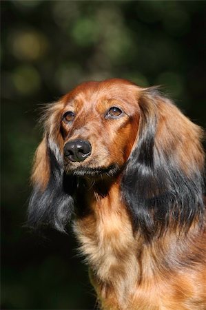 simsearch:400-05246924,k - Close up portrate of red longhear Dachshund Photographie de stock - Aubaine LD & Abonnement, Code: 400-05673630
