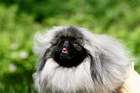 simsearch:400-06570271,k - The Pekingese or Peke (also commonly referred to as a "Lion Dog", "Pelchie Dog", or "Foo (or Fu) Dog" due to their resemblance to Chinese guardian lions) is an ancient breed of toy dog, originating in China. They were the favored pet of the Chinese Imperial court, and the name relates to the city of Beijing where the Forbidden City resides. The breed has several characteristics and health issues r Stockbilder - Microstock & Abonnement, Bildnummer: 400-05673657