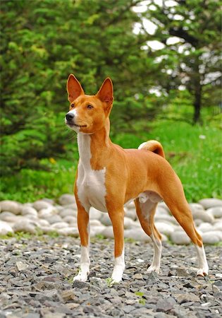 The Basenji is a breed of hunting dog that was bred from stock originating in central Africa. Most of the major kennel clubs in the English-speaking world place the breed in the Hound Group; more specifically, it may be classified as belonging to the sighthound type. The Federation Cynologique Internationale places the breed in Group 5, Spitz and Primitive types, and the United Kennel Club (US) pl Foto de stock - Super Valor sin royalties y Suscripción, Código: 400-05673669