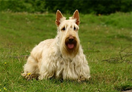 schottischer terrier - The Scottish Terrier (also known as the Aberdeen Terrier), popularly called the Scottie, is a breed of dog best known for its distinctive profile and typical terrier personality. Stockbilder - Microstock & Abonnement, Bildnummer: 400-05673680