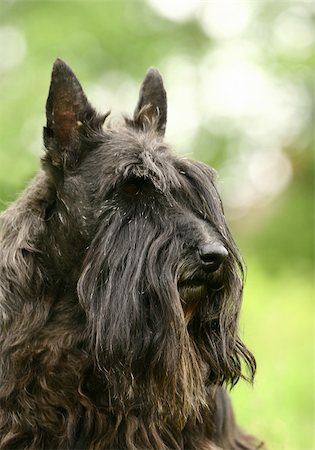 schottischer terrier - The Scottish Terrier (also known as the Aberdeen Terrier), popularly called the Scottie, is a breed of dog best known for its distinctive profile and typical terrier personality. Stockbilder - Microstock & Abonnement, Bildnummer: 400-05673681