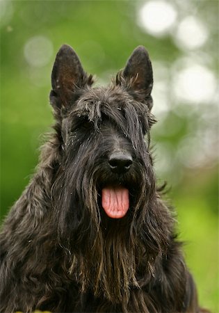 schottischer terrier - The Scottish Terrier (also known as the Aberdeen Terrier), popularly called the Scottie, is a breed of dog best known for its distinctive profile and typical terrier personality. Stockbilder - Microstock & Abonnement, Bildnummer: 400-05673682