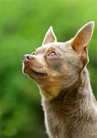 simsearch:400-05095853,k - The Chihuahua is the smallest breed of dog and is named after the state of Chihuahua in Mexico. Foto de stock - Royalty-Free Super Valor e Assinatura, Número: 400-05673701
