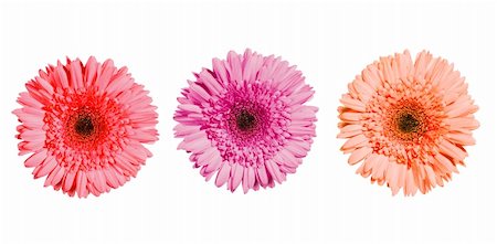 Three gerbera flowers of pink colors isolated on white background Foto de stock - Super Valor sin royalties y Suscripción, Código: 400-05673894