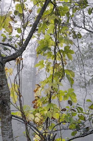 Hop leaves on alder branches. Morning fog, autumn Foto de stock - Super Valor sin royalties y Suscripción, Código: 400-05684355