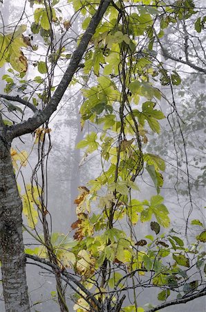 erle - Hop leaves on alder branches. Morning fog, autumn Stockbilder - Microstock & Abonnement, Bildnummer: 400-05684355