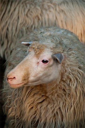 Close up of a single sheep looking into the camera Stock Photo - Budget Royalty-Free & Subscription, Code: 400-05684520