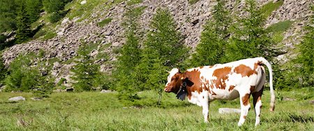 simsearch:841-07457461,k - Italian cows during a sunny day close to Susa, Piedmont, Italian Alps Foto de stock - Super Valor sin royalties y Suscripción, Código: 400-05684625