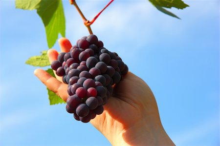 hand holding grape clusters against blue sky Stock Photo - Budget Royalty-Free & Subscription, Code: 400-05684654