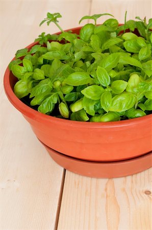 potted herbs - Fresh Basil in Pot on Wooden Table Stock Photo - Budget Royalty-Free & Subscription, Code: 400-05684688