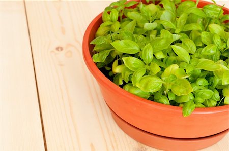 potted herbs - Fresh Basil in Pot on Wooden Table Stock Photo - Budget Royalty-Free & Subscription, Code: 400-05684689