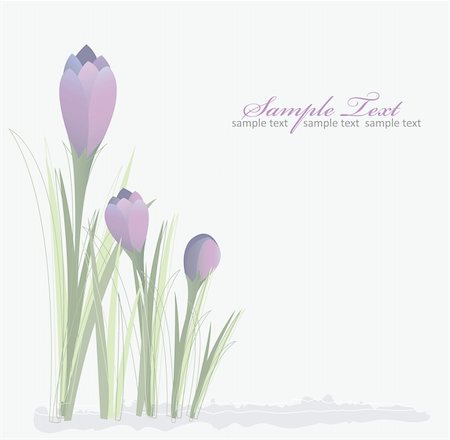 simsearch:400-05685213,k - Crocus spring floral background Fotografie stock - Microstock e Abbonamento, Codice: 400-05685285