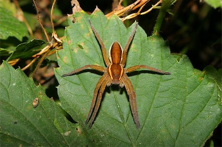 simsearch:400-04824887,k - Raft spider (Dolomedes fimbriatus) on a leaf Stock Photo - Budget Royalty-Free & Subscription, Code: 400-05685538
