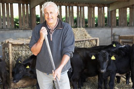 Farmer In Barn With Herd Of Cows Stock Photo - Budget Royalty-Free & Subscription, Code: 400-05686818