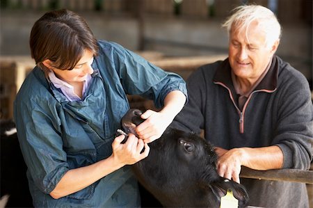 simsearch:400-05686822,k - Farmer With Vet Examining Calf Photographie de stock - Aubaine LD & Abonnement, Code: 400-05686822
