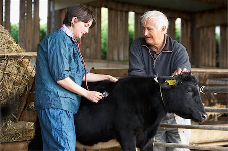 farmer feeding farmer - Farmer With Vet Examining Calf Stock Photo - Budget Royalty-Free & Subscription, Code: 400-05686823