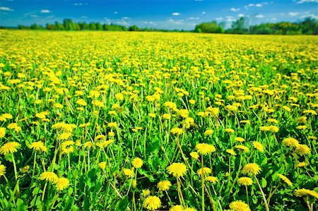 simsearch:400-04693135,k - dandelions on a summer solar meadow Foto de stock - Super Valor sin royalties y Suscripción, Código: 400-05687005