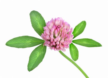 Red clover isolated on a white background Photographie de stock - Aubaine LD & Abonnement, Code: 400-05687277