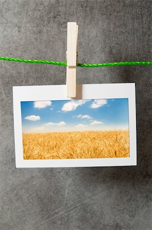 simsearch:400-04736849,k - Wheat field in the picture frame Stockbilder - Microstock & Abonnement, Bildnummer: 400-05687678