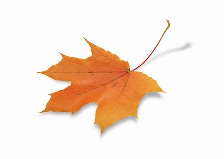 Ordinary dry maple leaf on white background. Isolated with clipping path Photographie de stock - Aubaine LD & Abonnement, Code: 400-05687808