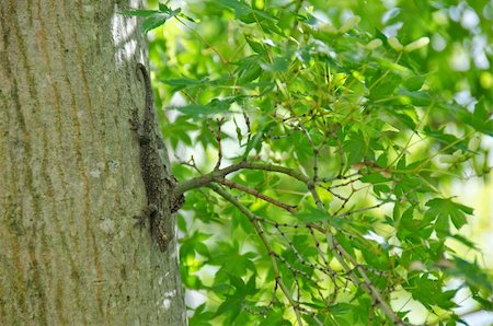 Brown gecko on the stem of a maple tree in Japan Foto de stock - Super Valor sin royalties y Suscripción, Código: 400-05687866