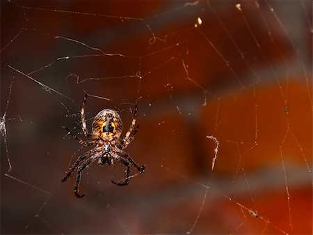 simsearch:400-04645267,k - Big spider hanging on a web against brick wall Stock Photo - Budget Royalty-Free & Subscription, Code: 400-05687887