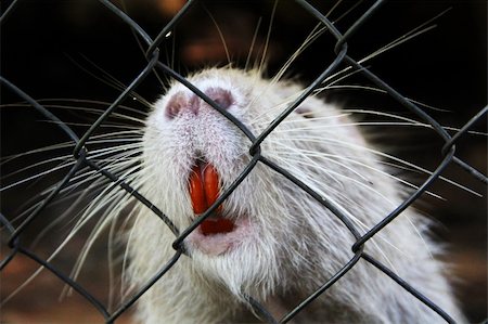 simsearch:400-05687928,k - Nutria in zoo cage. Animals in captivity Stock Photo - Budget Royalty-Free & Subscription, Code: 400-05687928