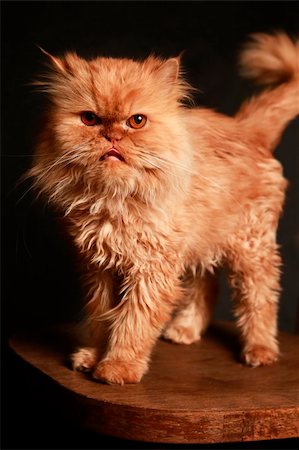 Portrait of the red persian cat on a black background Stock Photo - Budget Royalty-Free & Subscription, Code: 400-05688074