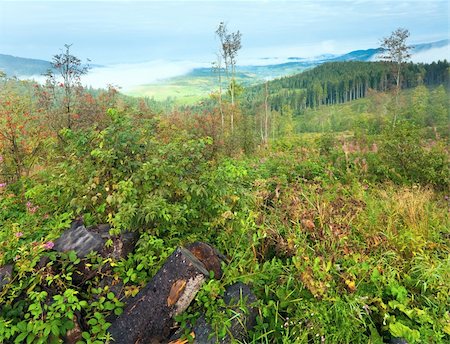 simsearch:400-04306537,k - September Carpathian mountain hill and cloudy morning view behind. Stock Photo - Budget Royalty-Free & Subscription, Code: 400-05688108