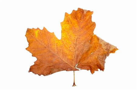 simsearch:400-05277296,k - autumn maple-leaf, isolated on a white background. Stock Photo - Budget Royalty-Free & Subscription, Code: 400-05689124