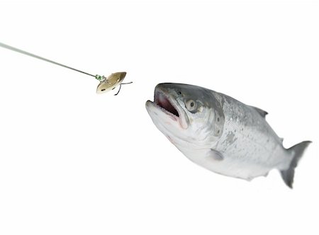 chasing bait salmon on white background Photographie de stock - Aubaine LD & Abonnement, Code: 400-05689142