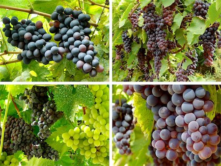 simsearch:625-00804551,k - collage of ripening grape clusters from different varieties Stock Photo - Budget Royalty-Free & Subscription, Code: 400-05689268