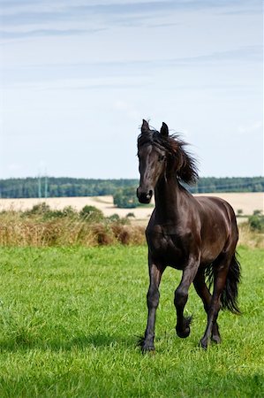 simsearch:400-04323874,k - Friesian horse galloping in a green field Foto de stock - Royalty-Free Super Valor e Assinatura, Número: 400-05689326