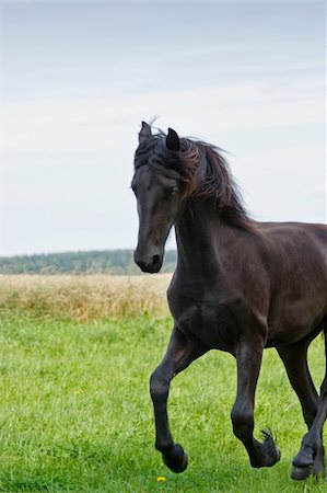 Friesian horse galloping in a green field Fotografie stock - Microstock e Abbonamento, Codice: 400-05689327