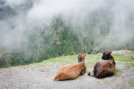 Two cows admire the scenery of foggy mountains, North India,  Himalayan Stock Photo - Budget Royalty-Free & Subscription, Code: 400-05680066