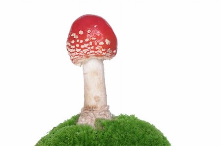 simsearch:400-04752784,k - red growing from moss toadstool Stock Photo - Budget Royalty-Free & Subscription, Code: 400-05680073