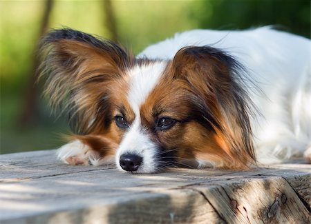 small cute dogs breeds - Portrait of dog breeds Papillon Stock Photo - Budget Royalty-Free & Subscription, Code: 400-05680169