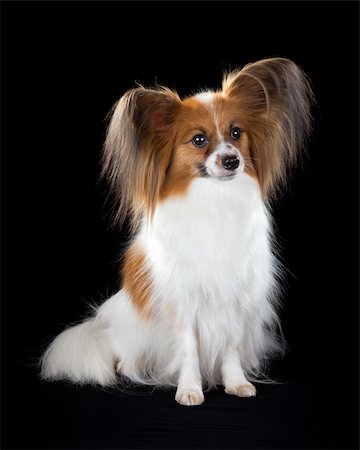 simsearch:400-05722368,k - Dog breed Papillon on a black background Stock Photo - Budget Royalty-Free & Subscription, Code: 400-05680170