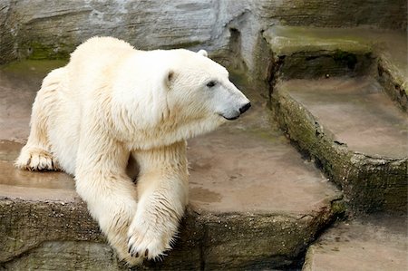 simsearch:400-05361275,k - Ice bear lying on the cliffs in the zoo Foto de stock - Super Valor sin royalties y Suscripción, Código: 400-05680186