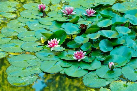 simsearch:400-06068658,k - Beautiful water lilies on a pond Stock Photo - Budget Royalty-Free & Subscription, Code: 400-05680188