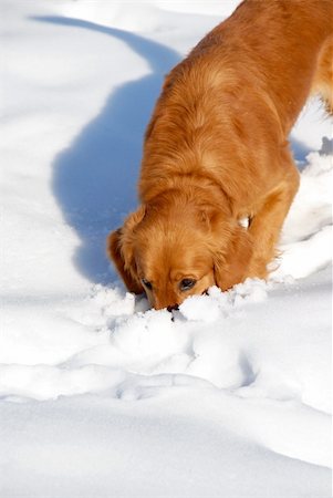 simsearch:400-05315872,k - orange young golden retriever dog sniffing at snow Stockbilder - Microstock & Abonnement, Bildnummer: 400-05680259