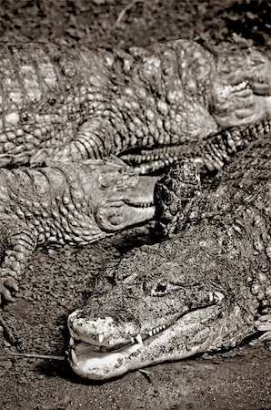 some alligator lying under the sun in black and white Stock Photo - Budget Royalty-Free & Subscription, Code: 400-05680378
