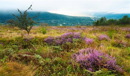 simsearch:400-04306537,k - Autumn misty morning country foothills view with heather flowers (Lviv Oblast, Ukraine). Stock Photo - Budget Royalty-Free & Subscription, Code: 400-05680395